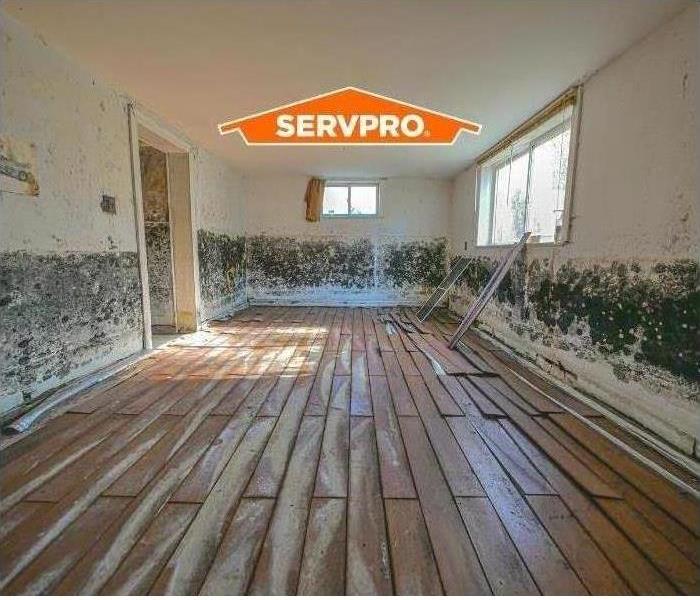 SERVPRO of Carbondale/Marion mold remediation services